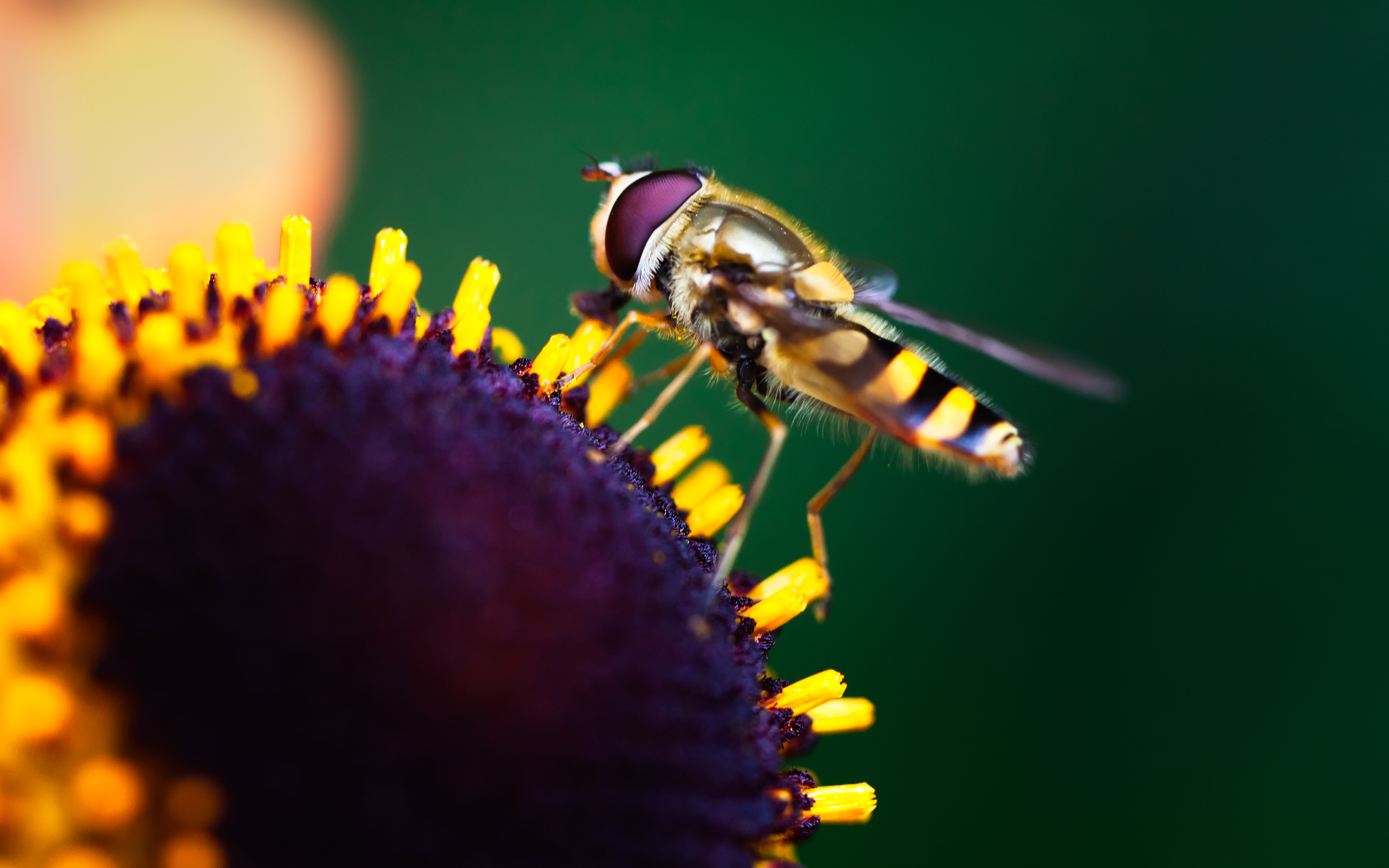 Hoverfly Pollination3422425